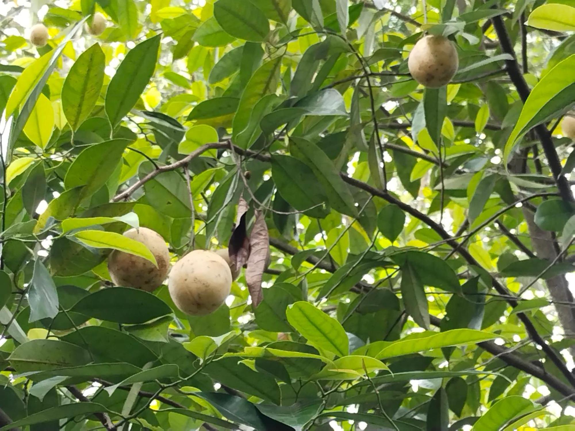 Philip Mary Farm Stay Thekkady Eksteriør billede