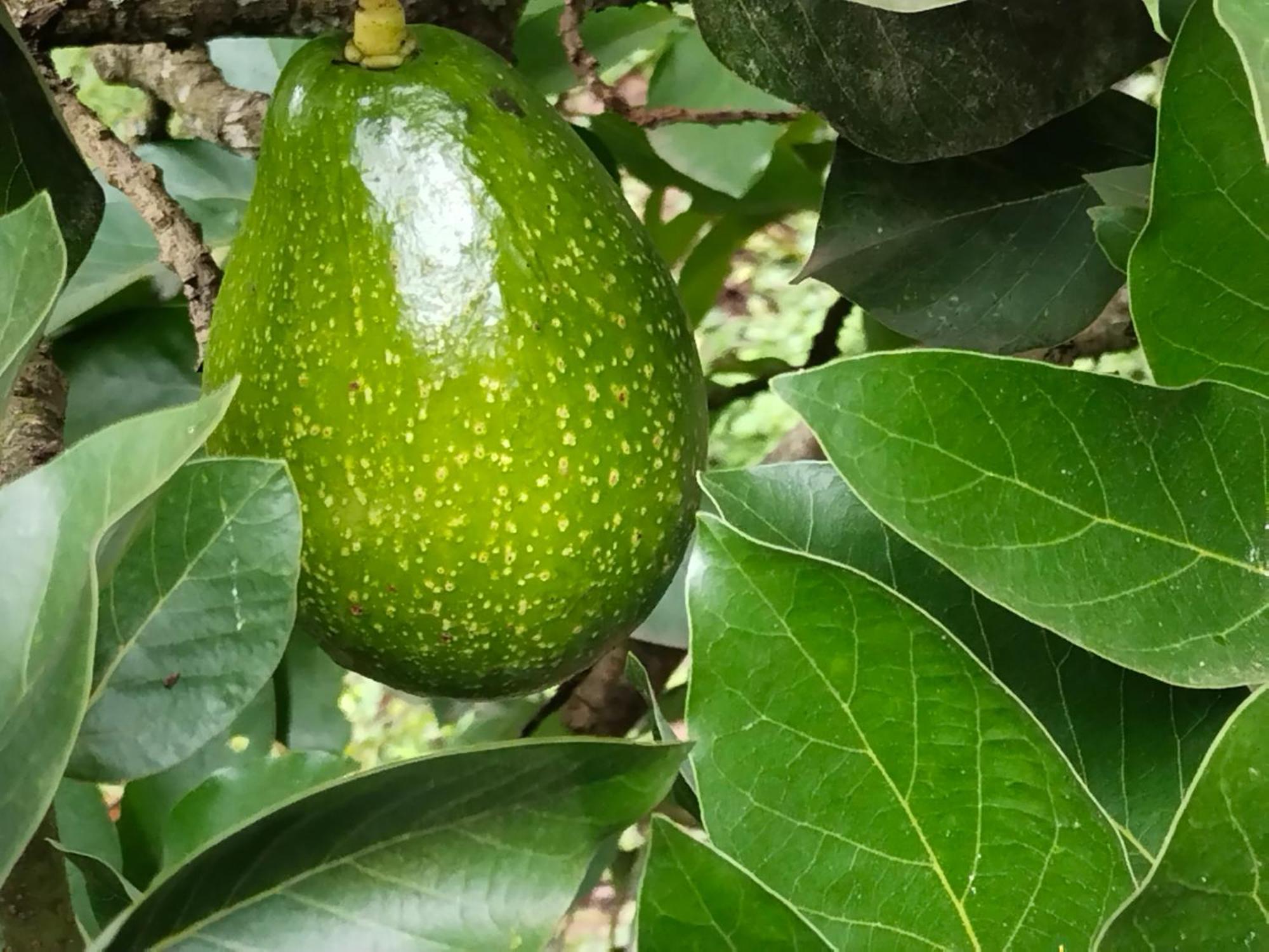 Philip Mary Farm Stay Thekkady Eksteriør billede