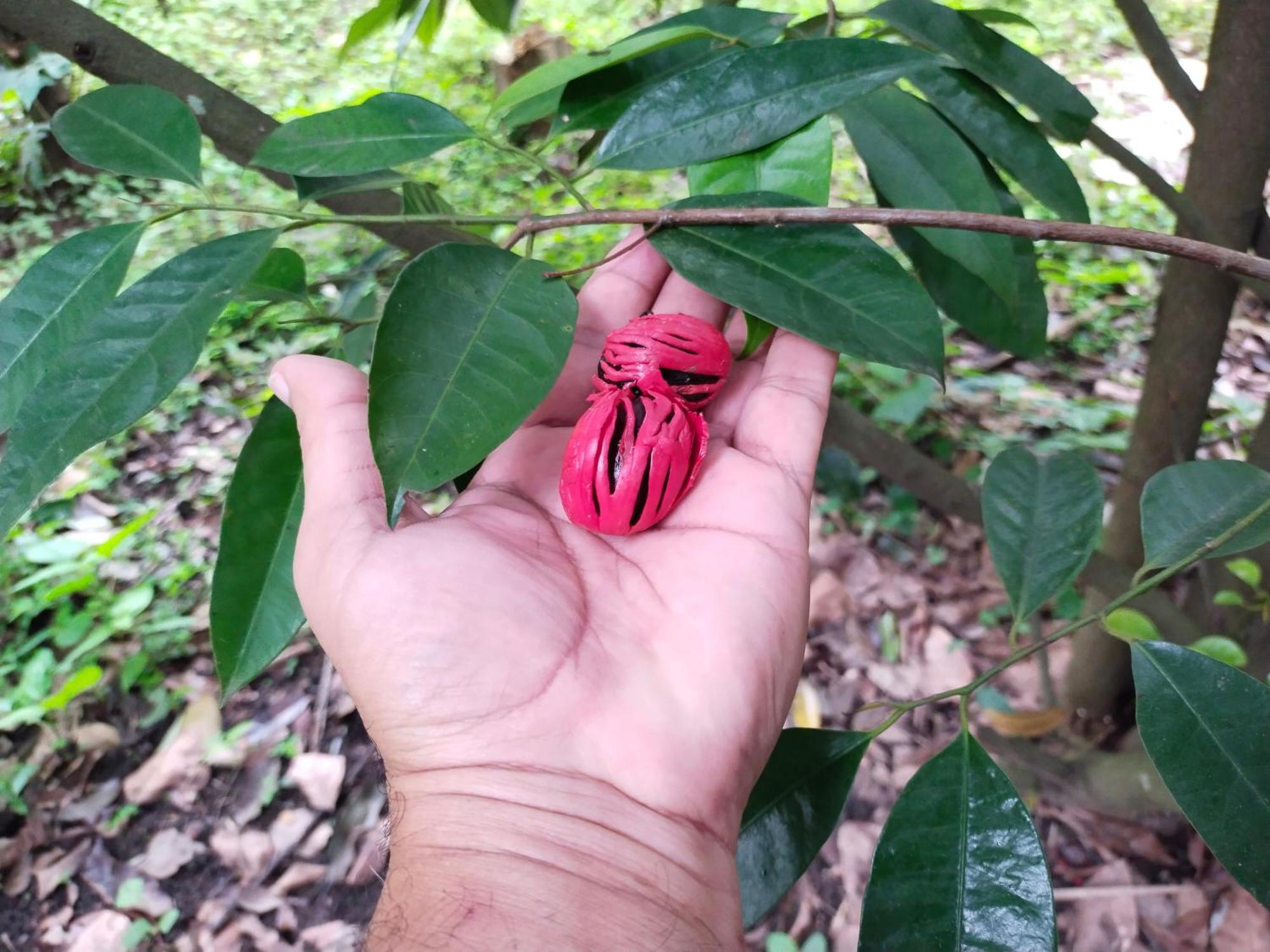Philip Mary Farm Stay Thekkady Eksteriør billede